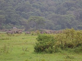 Day 1_ Arusha National Park