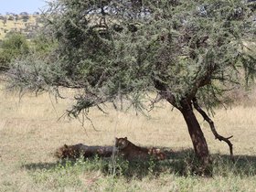 Day 7_ Central Serengeti